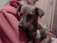 female jrt x