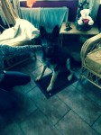 German Shepherd found near Bweeng, Mallow.