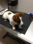 male jrt cobh