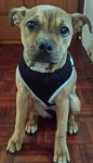 Female Staffordshire Bull Terrier missing from Mayfield Area