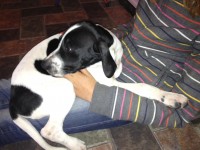 black and white male pointer lost in Cork city