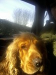 Male Golden Cocker Spaniel found in Cork City Center