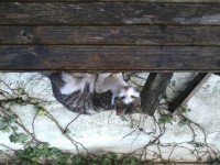 found white tabby cat veru calm but nervous and dont trust