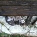 found white tabby cat veru calm but nervous and dont trust