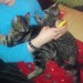 two six month old tabby coloured kittens leamlara area