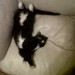 Black & White female cat lost in Ballyphehane