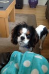 Young male Cavalier king Charles Spaniel