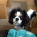 Young male Cavalier king Charles Spaniel