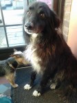 Male Collie – black and white in Glenwood, Carrigaline