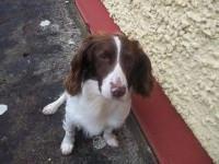 Springer Spaniel, Adul Male Found in Killarney