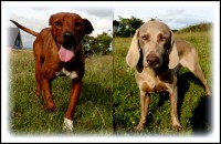 2 large dogs Missing/Stolen Clonakilty area