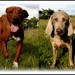 2 large dogs Missing/Stolen Clonakilty area