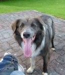 Losy Border Collie. Grey and White in Colour. Klmurry/Béal na Bláth Area.