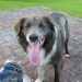 Losy Border Collie. Grey and White in Colour. Klmurry/Béal na Bláth Area.