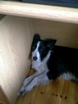 Male Collie (black & white) missing in Midleton area since New Years Eve