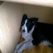 Male Collie (black & white) missing in Midleton area since New Years Eve