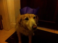 Female golden retriever x missing in west cork