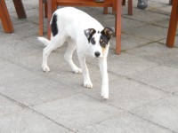 Lost male white dog in Glandore area