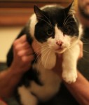 Found huge, friendly black/white cat in Cork