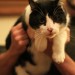 Found huge, friendly black/white cat in Cork