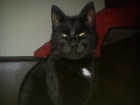 Young black Cat, Macroom