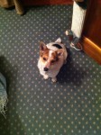 male jack russell found in Midleton