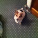 male jack russell found in Midleton