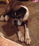 Female Boxer found in Little Island