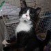 Found kitten in Churtown North (Midleton)