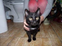 Black cat found in Midleton