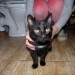 Black cat found in Midleton