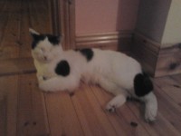 Male Black And White Cat Lost In Limerick