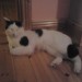 Male Black And White Cat Lost In Limerick