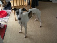 Male whippet