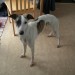 Male whippet