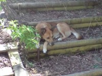 Brown/foxy, medium sized slim build dog, short hair, black collar