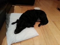 Black dog (mixed breed) found on Sullivan’s Quay
