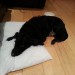 Black dog (mixed breed) found on Sullivan’s Quay