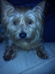 Lost Yorkshire Terrier