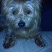 Lost Yorkshire Terrier