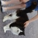 Neutered Male Black and White Long Haired Cat