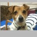 female jack russell,approx two year old,found in carrigaline outside entrance to seaview.white collar,no microchip