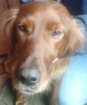 Found in Newcastle West RED SETTER