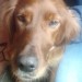 Found in Newcastle West RED SETTER