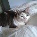 White and tabby cat lost in Lissadell, Maryborough Hill Cork Area.