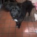 Black Dog – Male – Found in Ardnacrusha, Co Clare