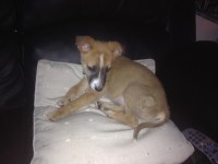 Lost male X breed pup in Farranree area