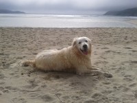 golden retriever 11 yrs old..named bugsy