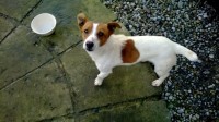 Male Jack Russell Found in between Boher and Dromkeen