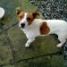 Male Jack Russell Found in between Boher and Dromkeen